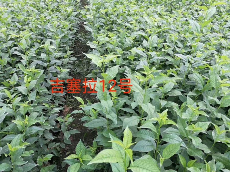 吉塞拉6号，吉塞拉12号扦插苗，砧木苗品种齐全