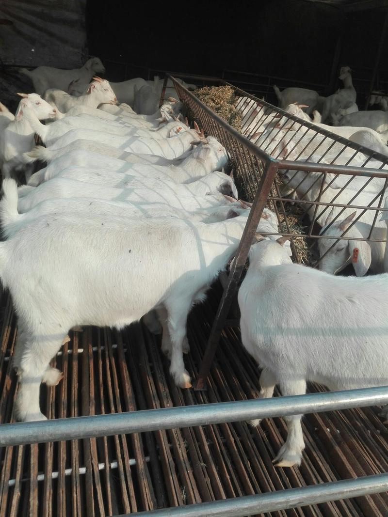 纯种波尔山羊，种羊，美国白山羊种羊，品种好，繁殖率包
