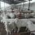 纯种波尔山羊，种羊，美国白山羊种羊，品种好，繁殖率包