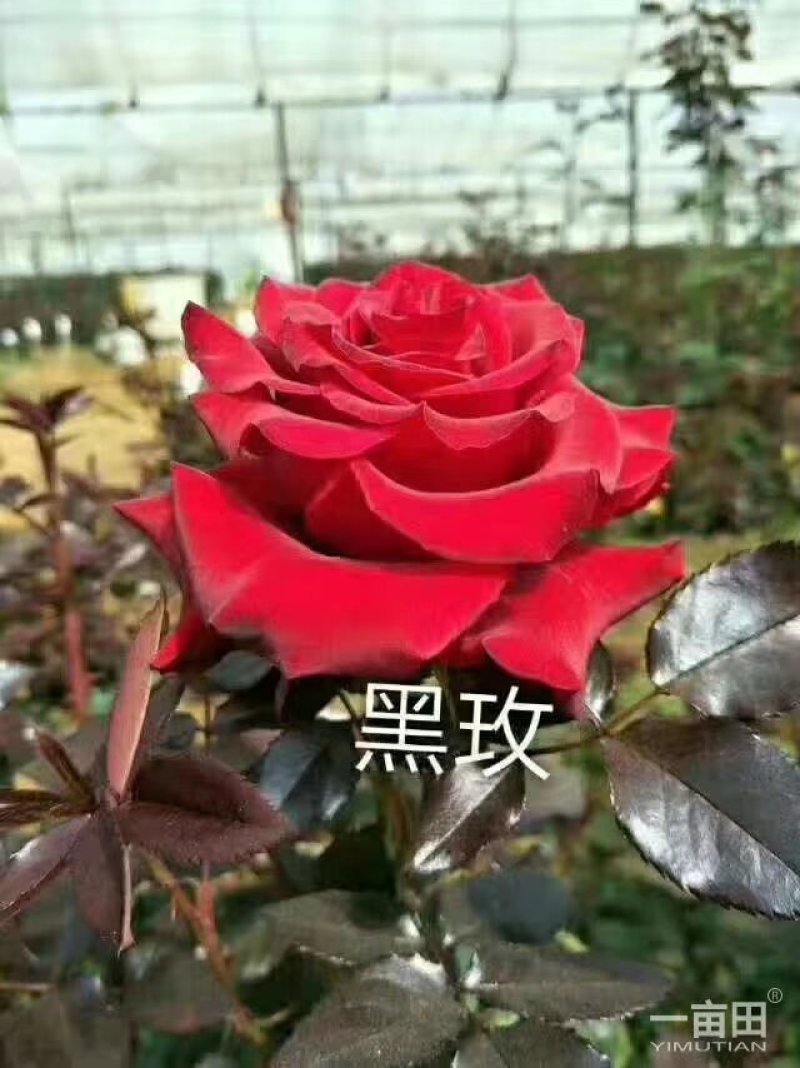黑魔术，月季种苗，盆栽种植绿化工程基地批发