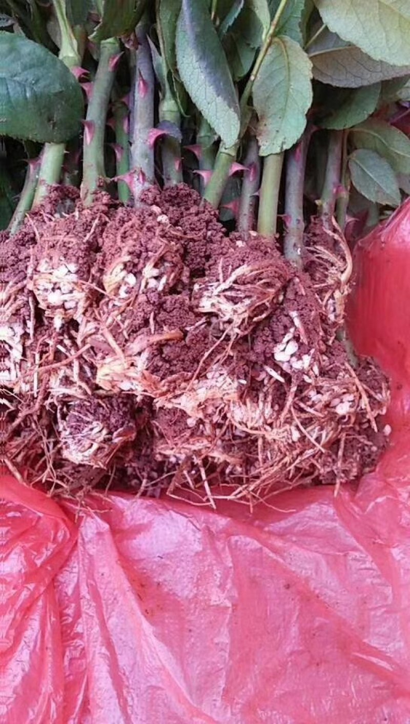 黑魔术，月季种苗，盆栽种植绿化工程基地批发
