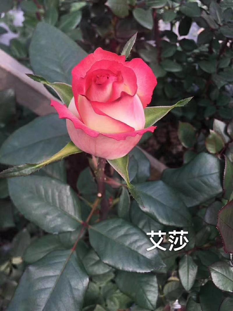 月季苗爱莎鲜切花卉种苗高12～20cm