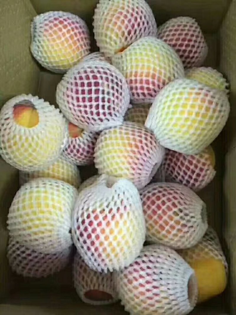 杏
