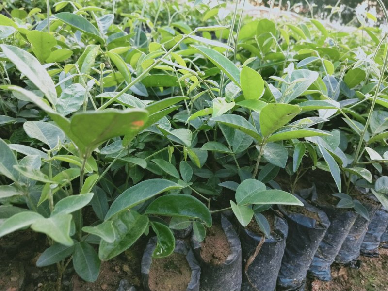 大量牛大力苗供应自产自销基地直销品种纯正