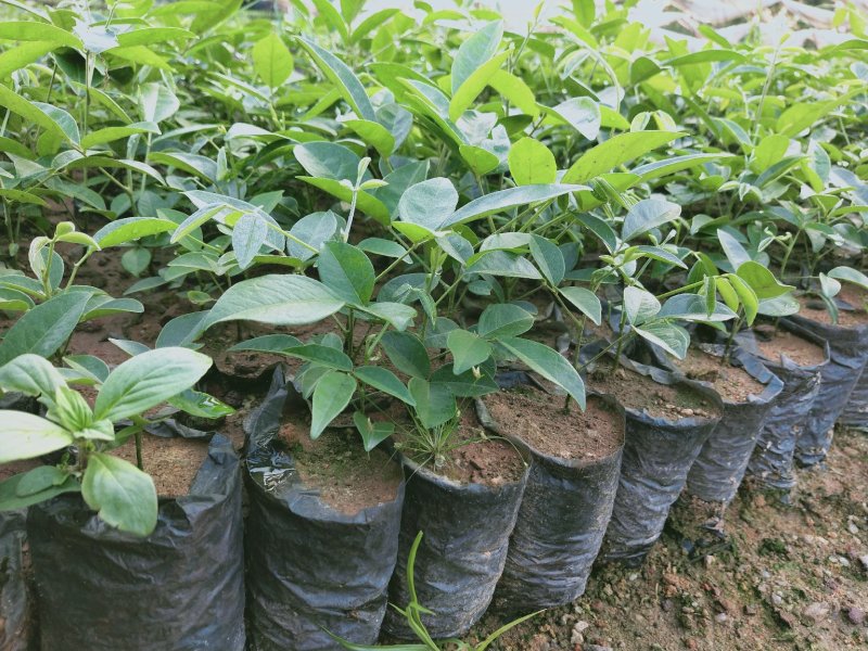 大量牛大力苗供应自产自销基地直销品种纯正