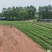 大量牛大力苗供应自产自销基地直销品种纯正