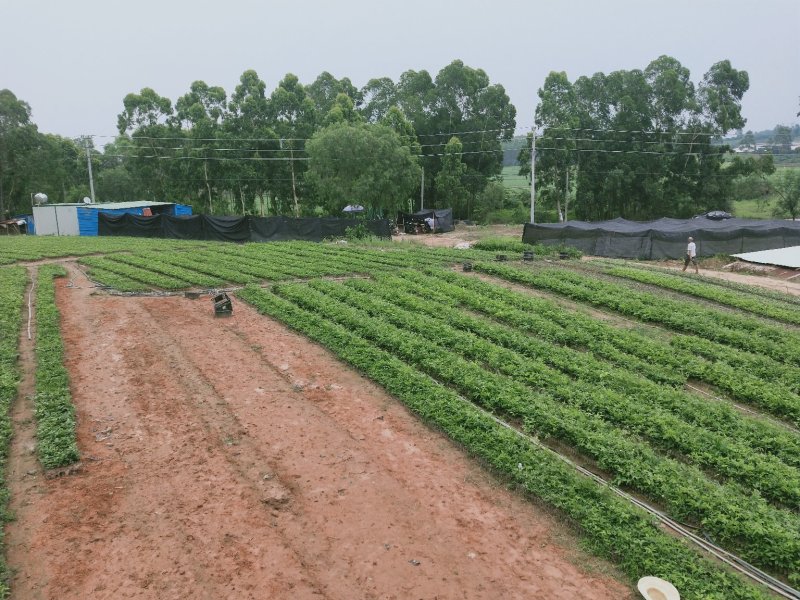 大量牛大力苗供应自产自销基地直销品种纯正