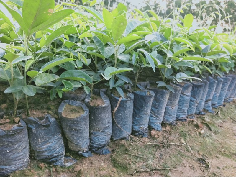 大量牛大力苗供应自产自销基地直销品种纯正