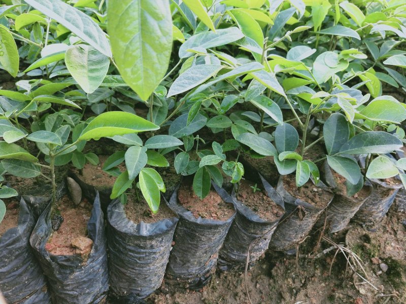大量牛大力苗供应自产自销基地直销品种纯正