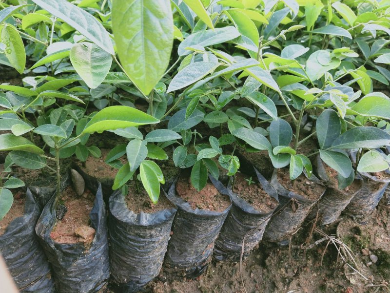 大量牛大力苗供应自产自销基地直销品种纯正