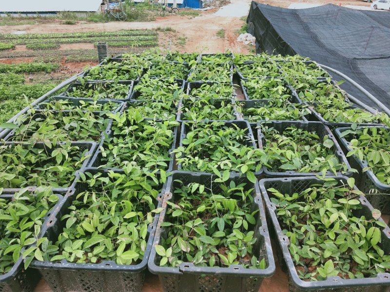 大量牛大力苗供应自产自销基地直销品种纯正