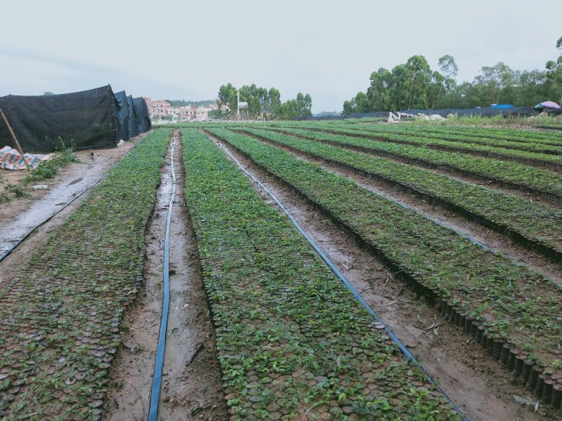 大量牛大力苗供应自产自销基地直销品种纯正