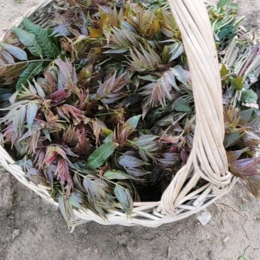 四季红油香椿