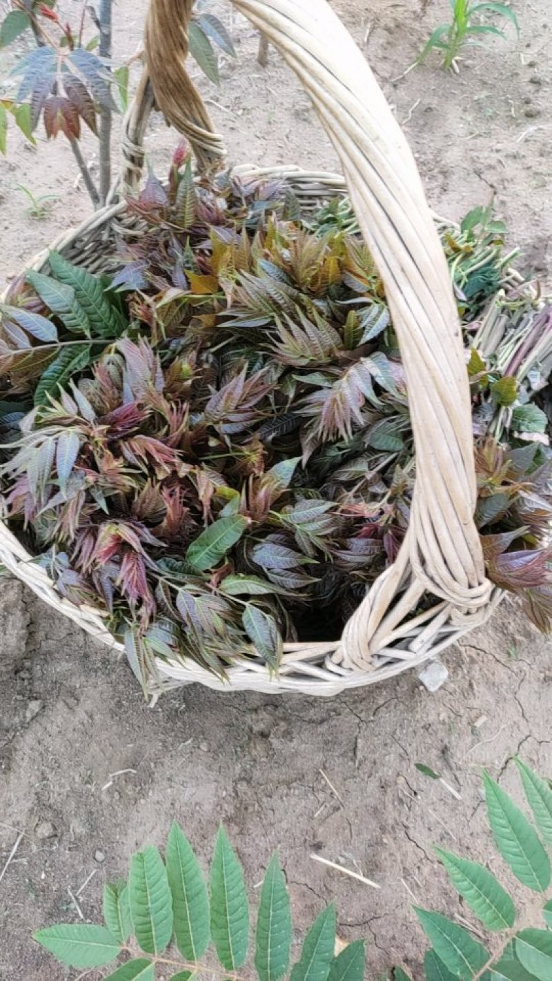 四季红油香椿