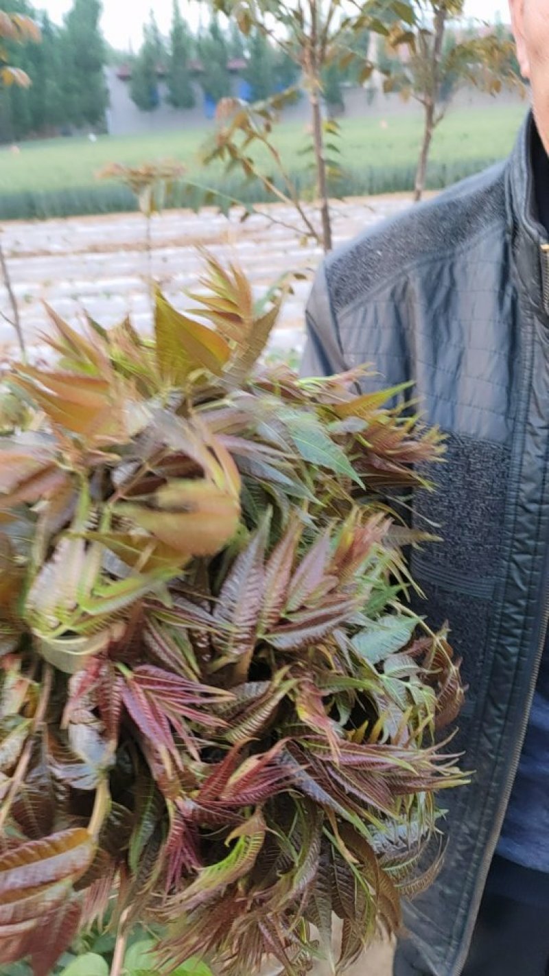 四季红油香椿