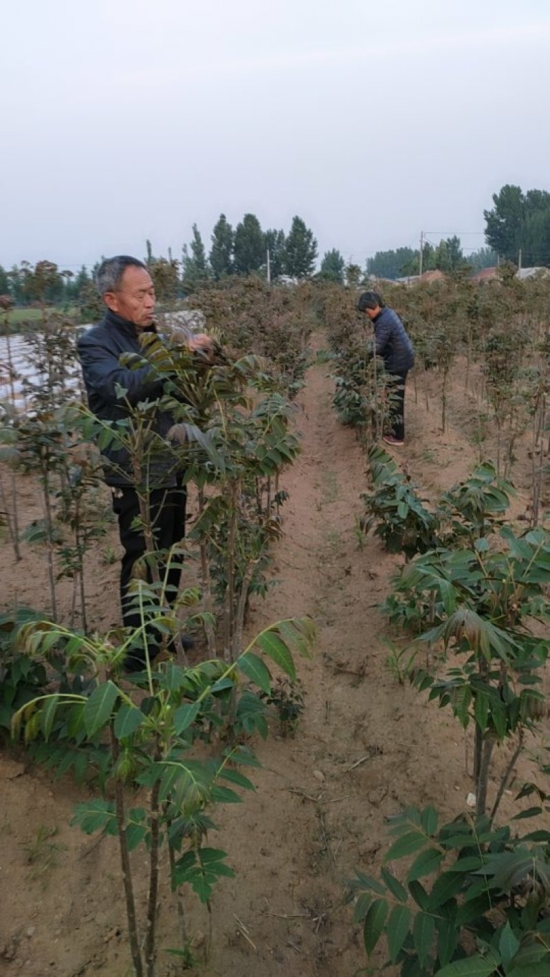 四季红油香椿