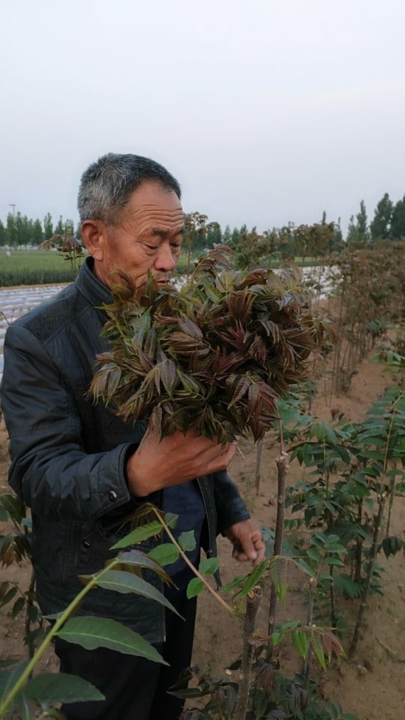 四季红油香椿