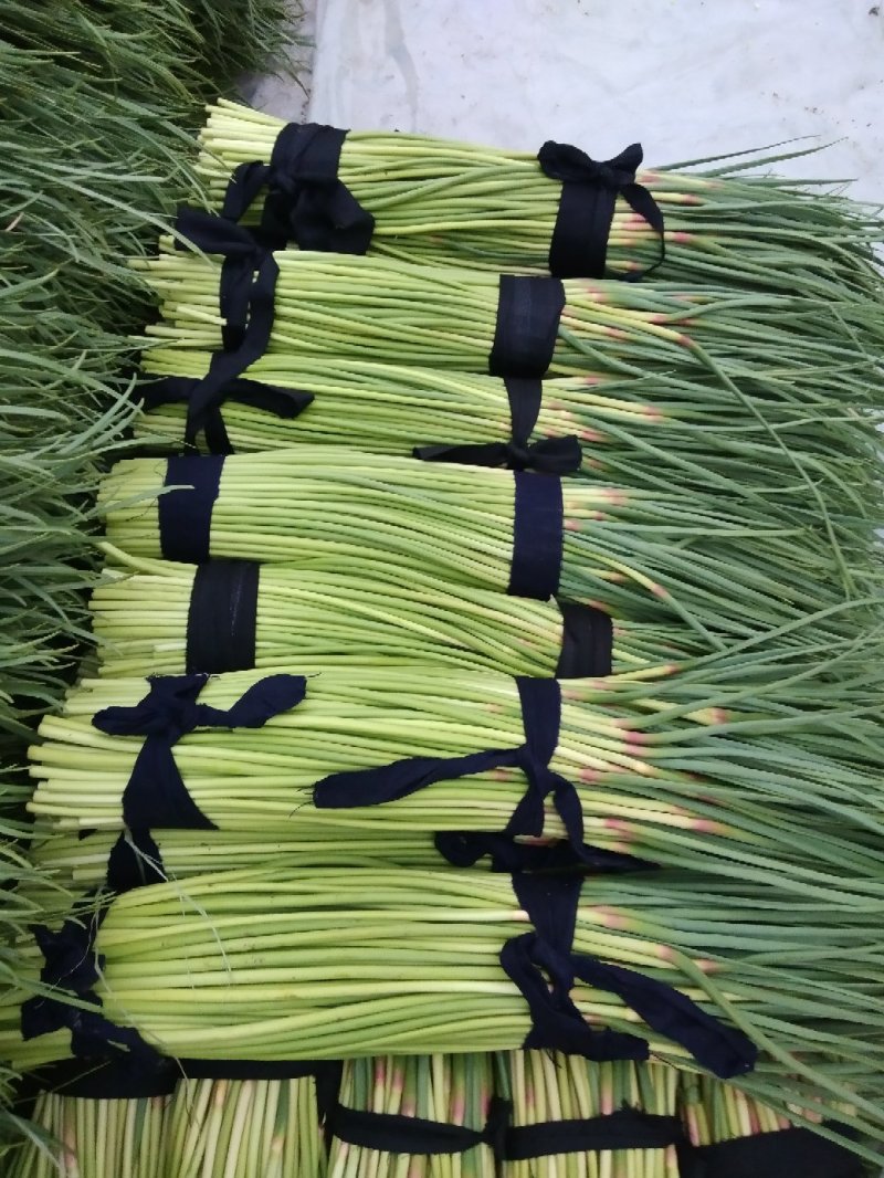 杞县优质新鲜红帽蒜苔大量上市，货源充足，规格齐全