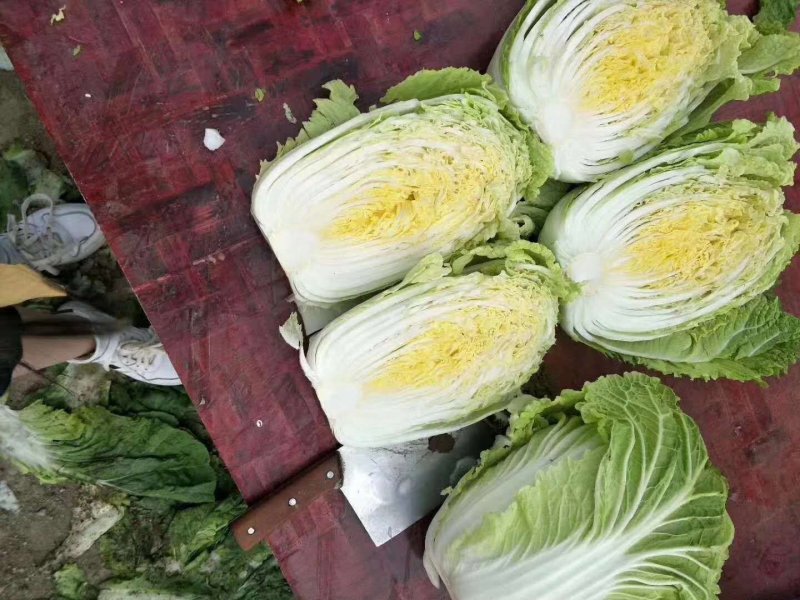 黄心大白菜