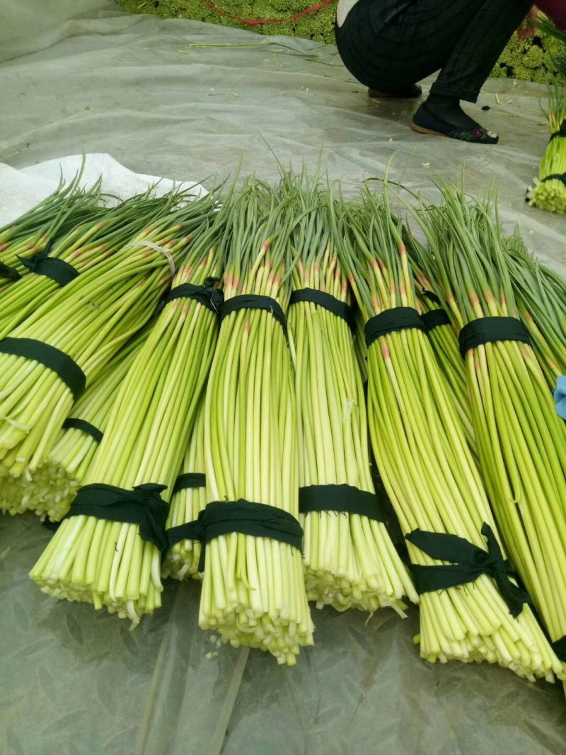 杞县优质新鲜红帽蒜苔大量上市，货源充足，规格齐全