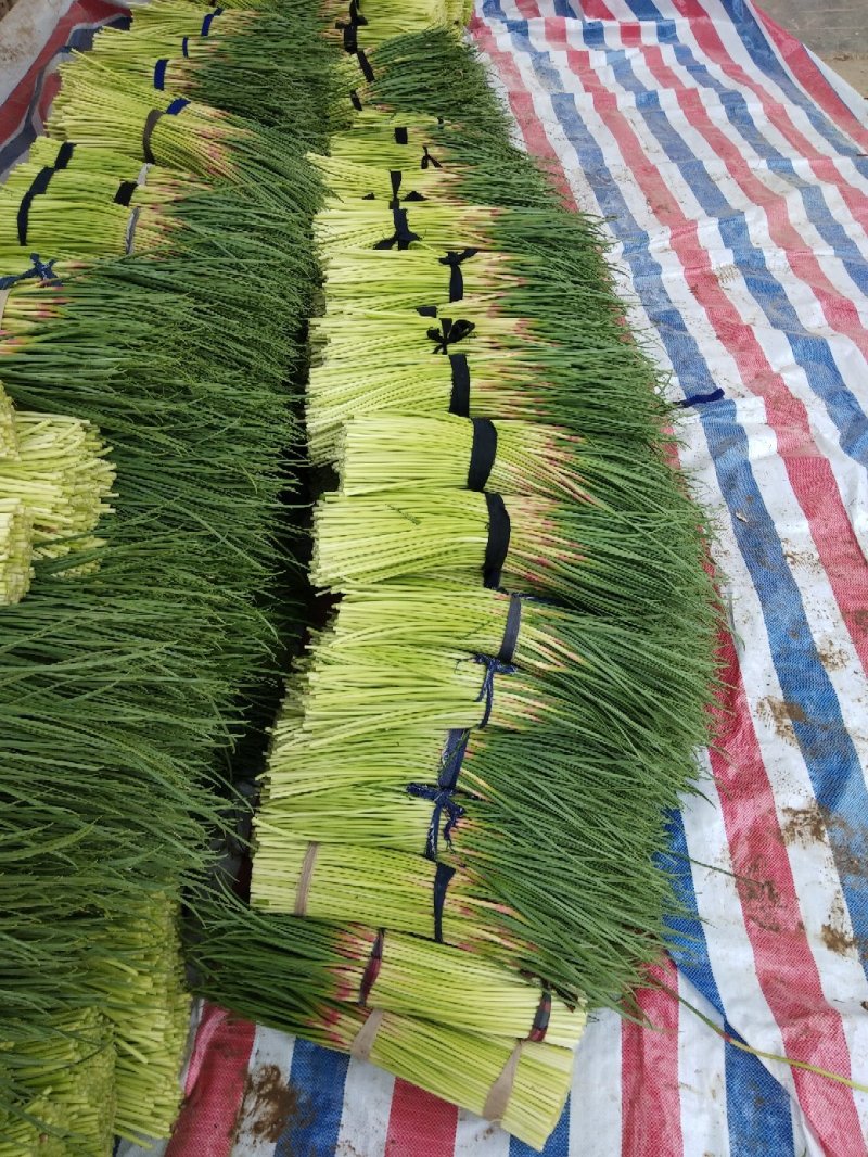 杞县优质新鲜红帽蒜苔大量上市，货源充足，规格齐全