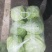 大棚甘蓝包菜质量保证