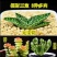多肉植物元宝花组合盆栽防肉肉植物办公室室内