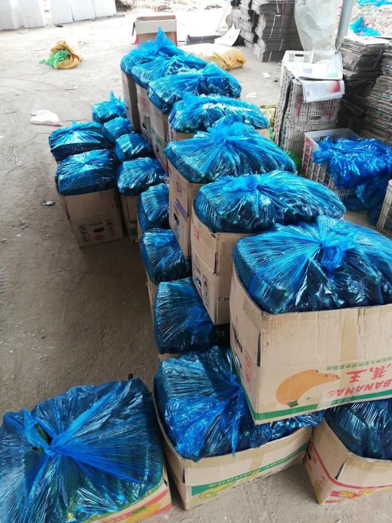 河南滑县无公害蔬菜基地，嫁接油亮型黄瓜，已经大量上市