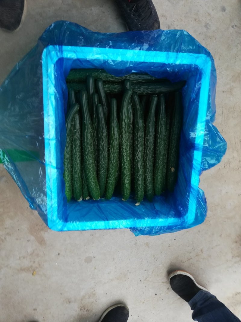 河南滑县无公害蔬菜基地，嫁接油亮型黄瓜，已经大量上市