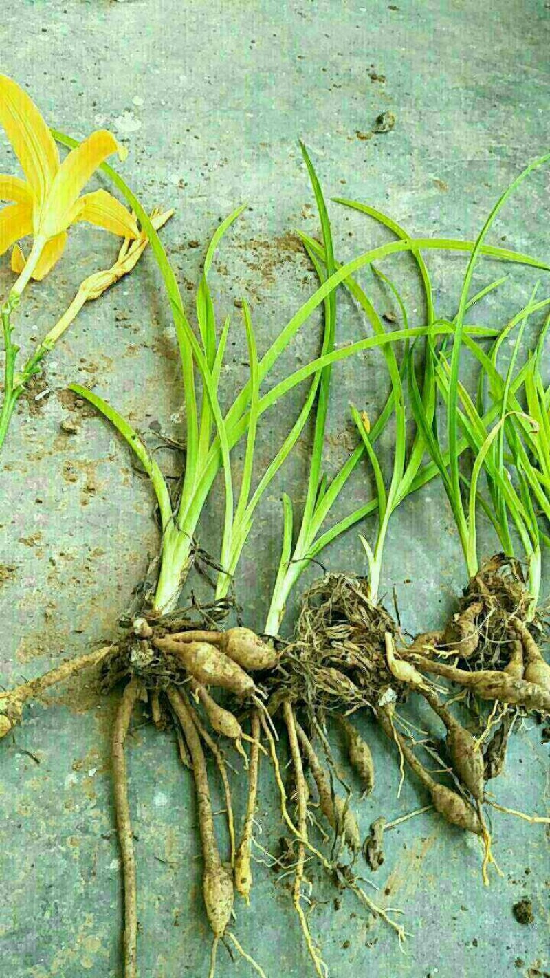 萱草