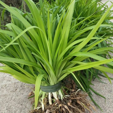 萱草