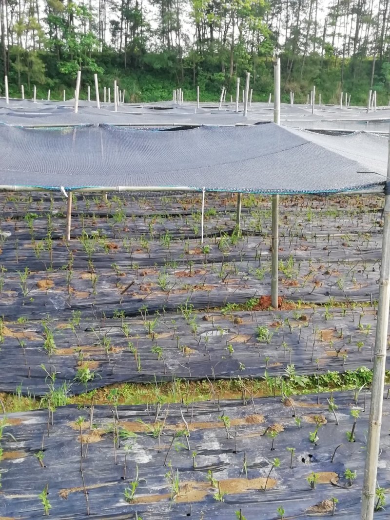 湖南吴茱萸苗茶辣苗米辣子广西吴茱萸苗广西茶辣苗湖北米辣子