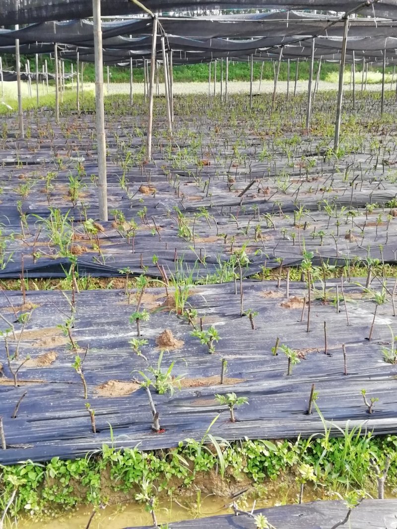 湖南吴茱萸苗茶辣苗米辣子广西吴茱萸苗广西茶辣苗湖北米辣子