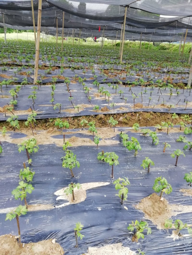 湖南吴茱萸苗茶辣苗米辣子广西吴茱萸苗广西茶辣苗湖北米辣子