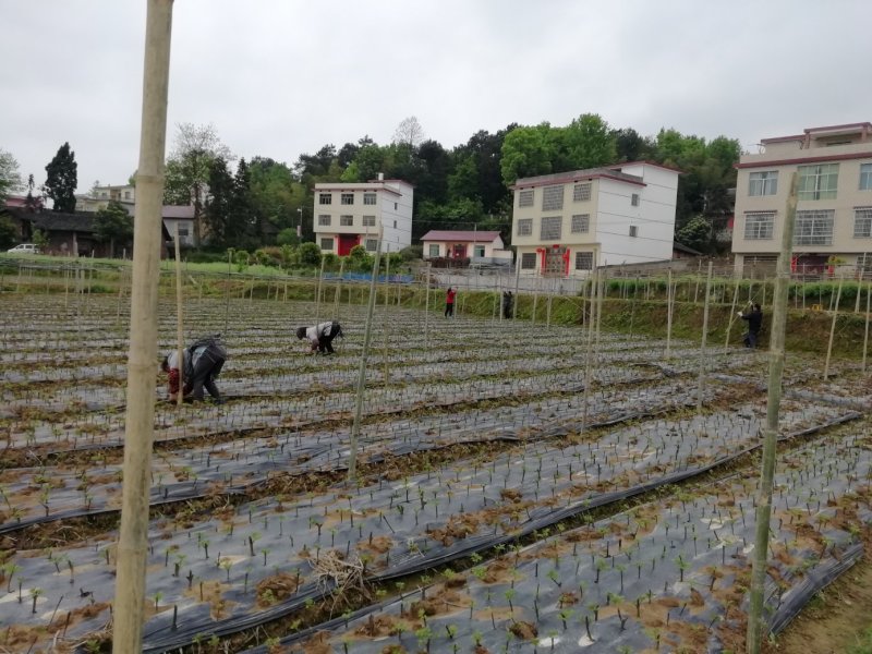 湖南吴茱萸苗茶辣苗米辣子广西吴茱萸苗广西茶辣苗湖北米辣子