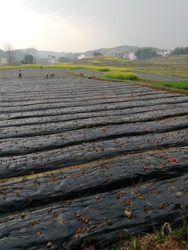 湖南吴茱萸苗茶辣苗米辣子广西吴茱萸苗广西茶辣苗湖北米辣子