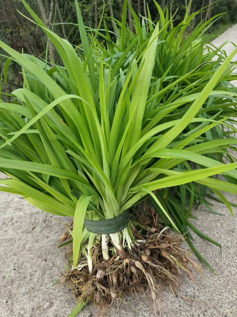 地被，宿根，大花萱草