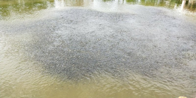 草鱼苗鲤鱼苗子春苗大小都有送货上门电话联系