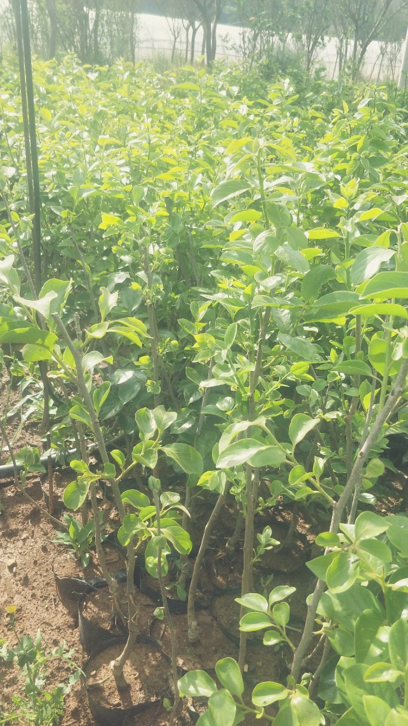甜脆柿子苗品种保证免费提供种植技术指导