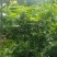 甜脆柿子苗品种保证免费提供种植技术指导