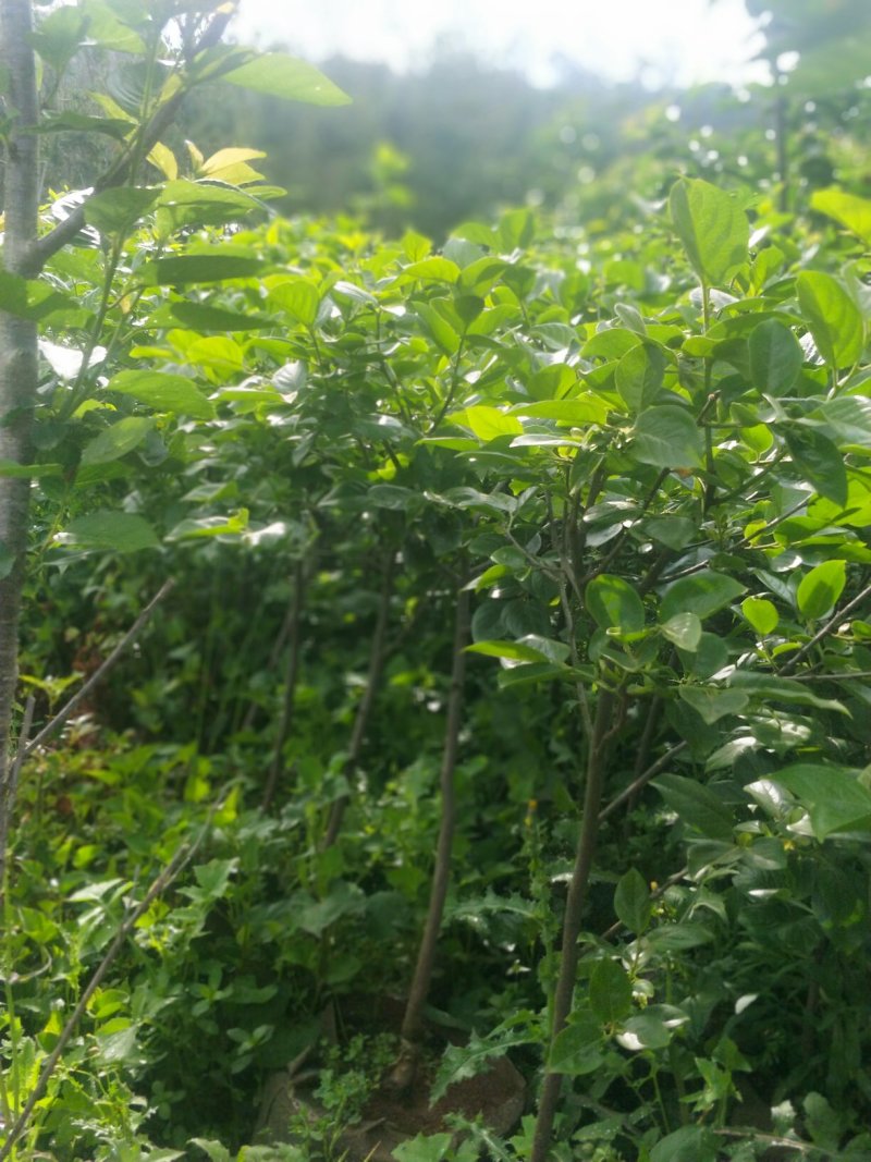 甜脆柿子苗品种保证免费提供种植技术指导