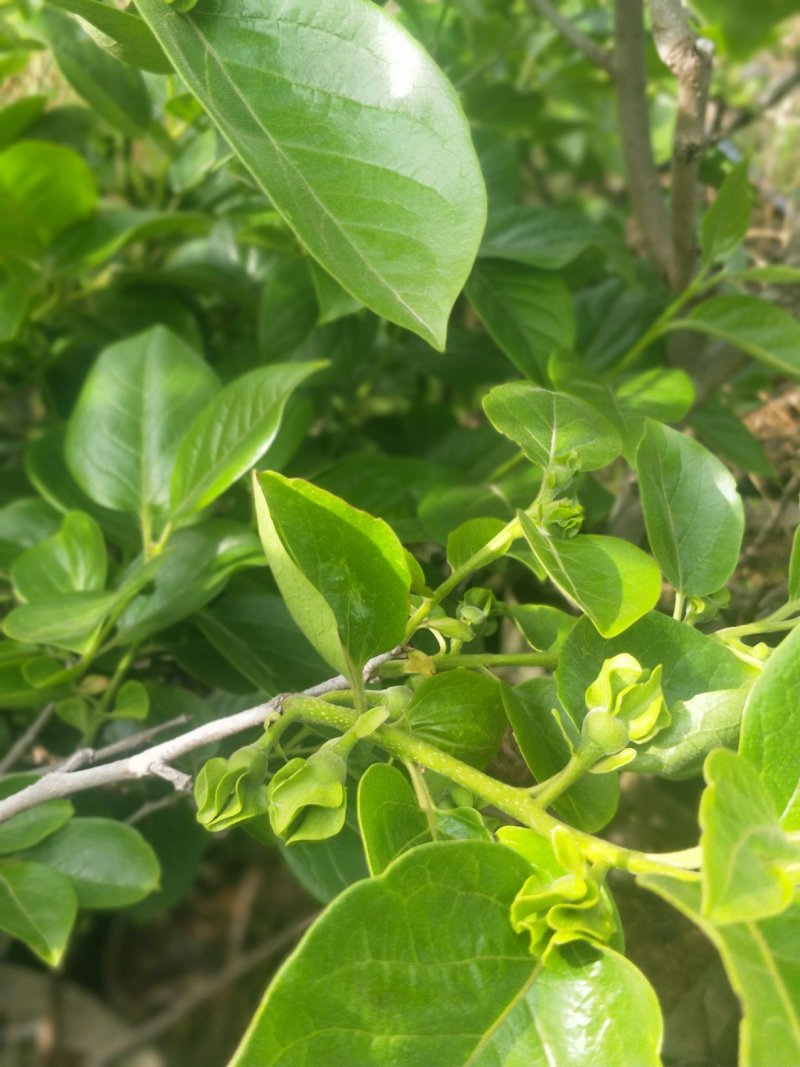 甜脆柿子苗品种保证免费提供种植技术指导