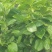甜脆柿子苗品种保证免费提供种植技术指导