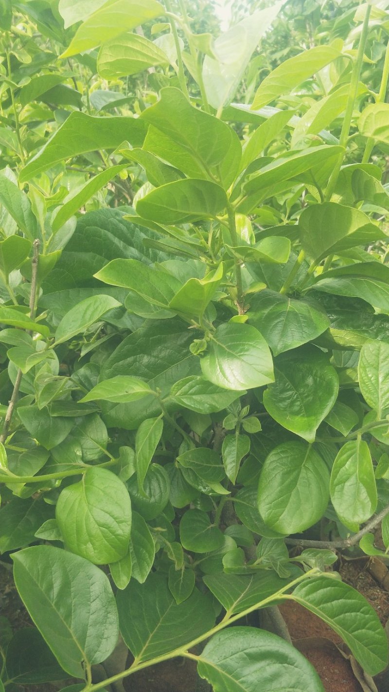 甜脆柿子苗品种保证免费提供种植技术指导
