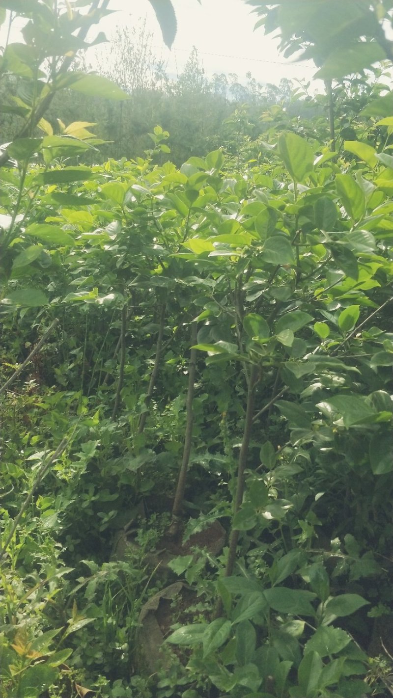 甜脆柿子苗品种保证免费提供种植技术指导