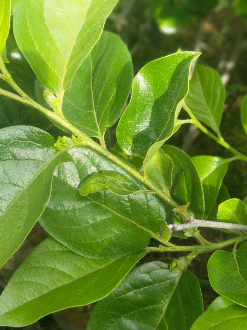 甜脆柿子苗品种保证免费提供种植技术指导