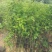 甜脆柿子苗品种保证免费提供种植技术指导