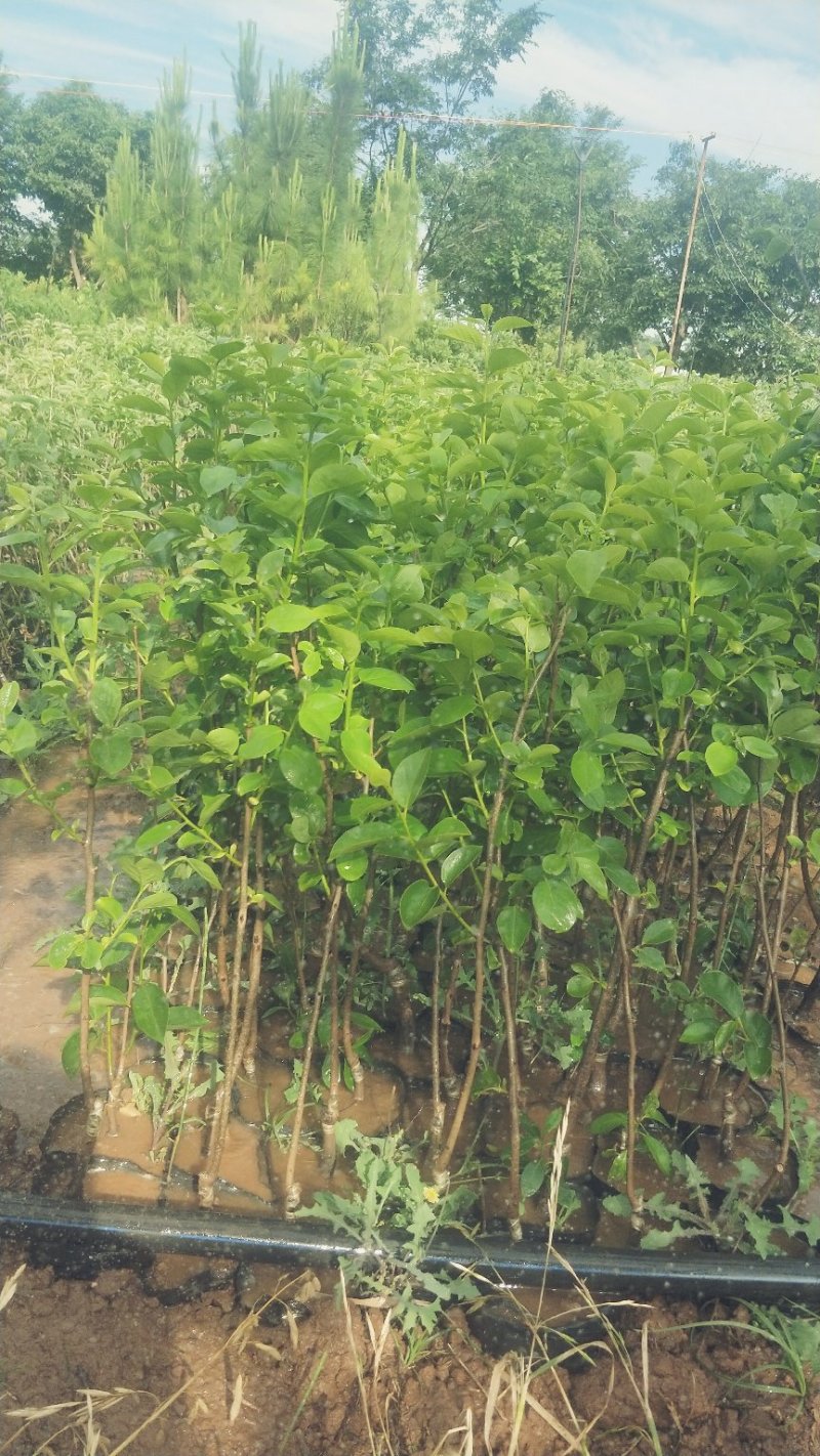 甜脆柿子苗品种保证免费提供种植技术指导