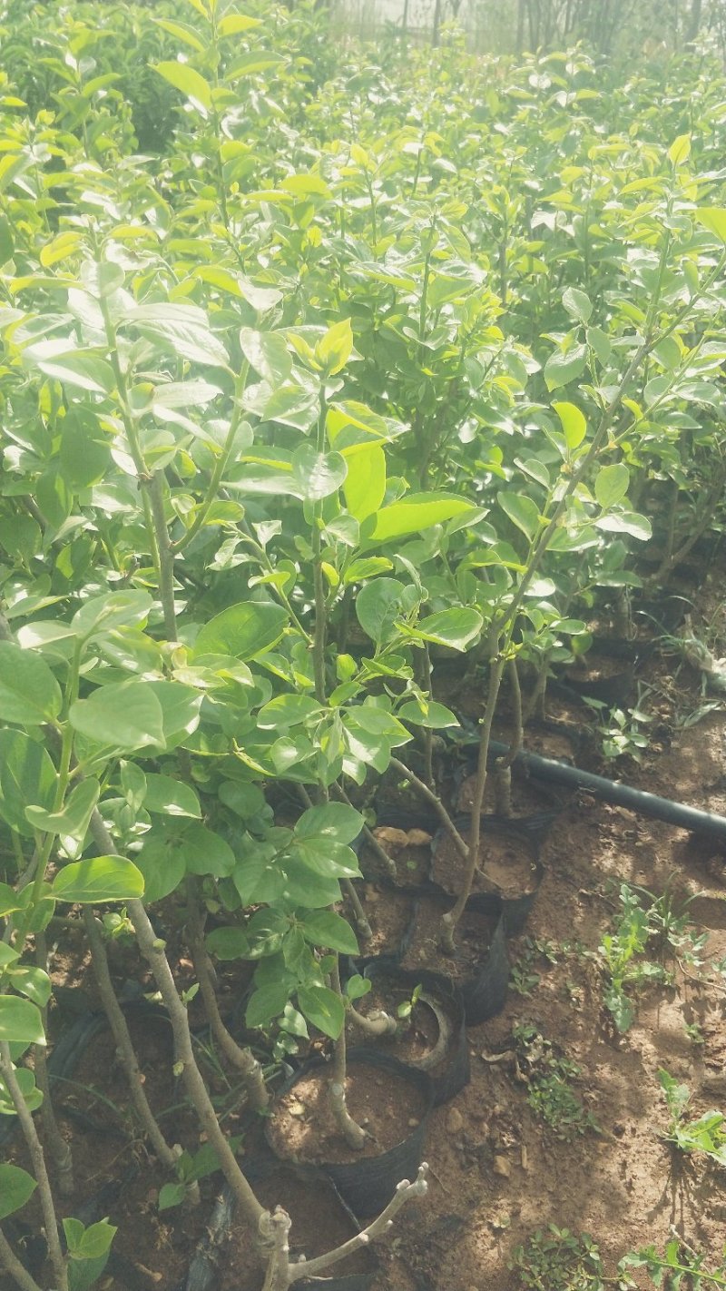 甜脆柿子苗品种保证免费提供种植技术指导