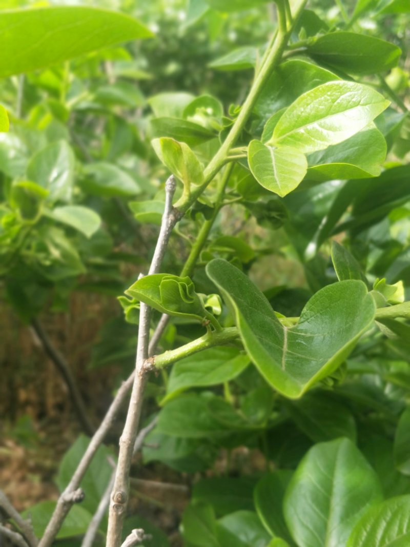 甜脆柿子苗品种保证免费提供种植技术指导